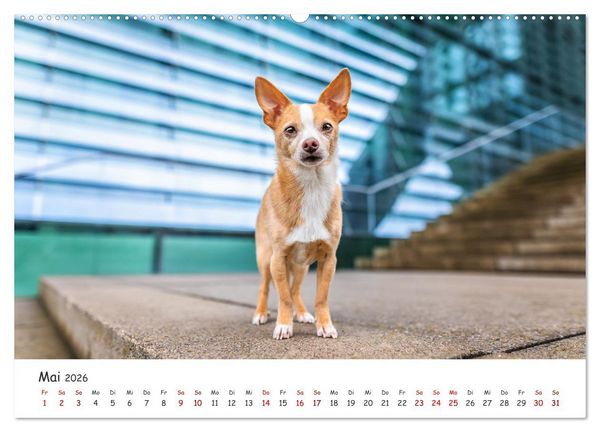 Produktbild: Berlin City Dogs - Berliner Hunde (Wandkalender 2026 DIN A2 quer), CALVENDO Monatskalender