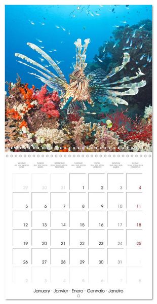 Produktbild: Diving in the deep blue sea (Wall Calendar 2026 12 &times; 12 Inch) CALVENDO 12 Month Wall Calendar