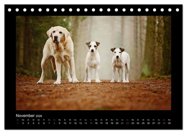Produktbild: Die Parsons (Tischkalender 2026 DIN A5 quer), CALVENDO Monatskalender