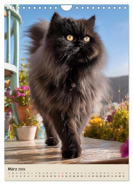 Produktbild: Perserkatzen. Zauberhafte Langhaar-Divas in Szene gesetzt (Wandkalender 2026 DIN A4 hoch), CALVENDO Monatskalender