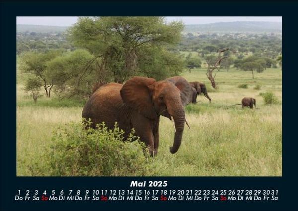 Produktbild: Der Elefantenkalender 2025 Fotokalender DIN A5