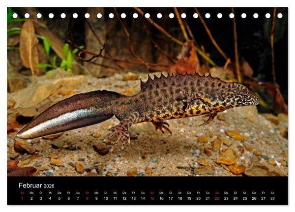 Produktbild: Salamander und Molche (Tischkalender 2026 DIN A5 quer), CALVENDO Monatskalender