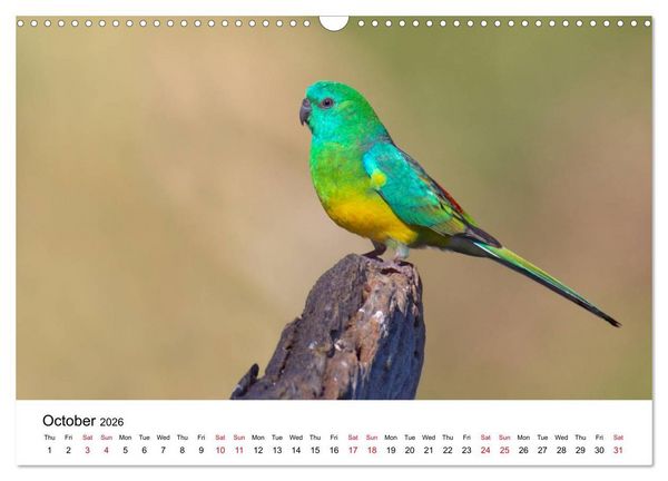 Produktbild: Australian Parrots (Wall Calendar 2026 DIN A3 landscape), CALVENDO 12 Month Wall Calendar