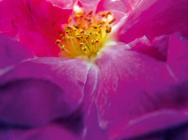 Produktbild: Ein Motiv aus dem Kalender FARBENHARMONIE Botanischer Garten Montreal (Puzzle)