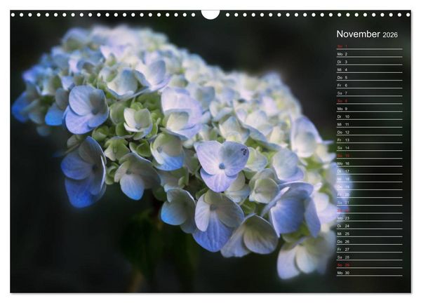 Produktbild: Die Hortensie und ihre vielen Gesichter (Wandkalender 2026 DIN A3 quer), CALVENDO Monatskalender
