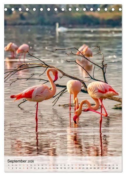 Produktbild: Flamingos - Eleganz und Sch&ouml;nheit (Tischkalender 2026 DIN A5 hoch), CALVENDO Monatskalender