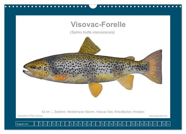 Produktbild: Fisch als Kunst 2027: Seeforellen (Wandkalender 2027 DIN A3 quer), CALVENDO Monatskalender