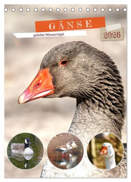 Produktbild: G&auml;nse, geliebte Wasserv&ouml;gel (Tischkalender 2026 DIN A5 hoch), CALVENDO Monatskalender