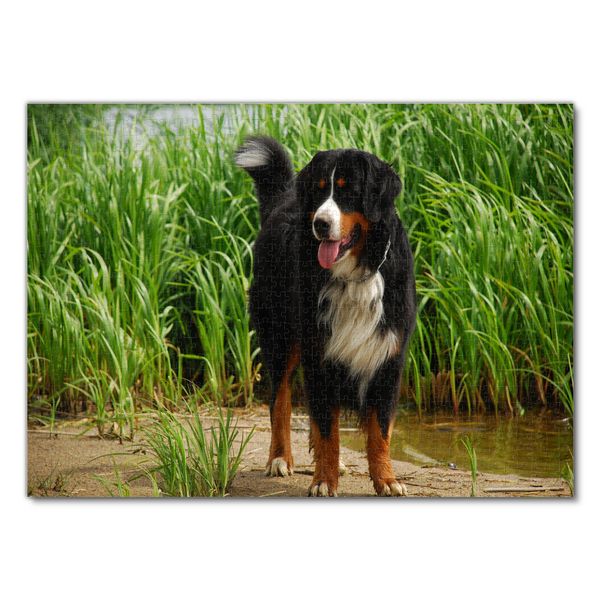 Produktbild: Lais Puzzle Berner Sennenhund 1000 Teile