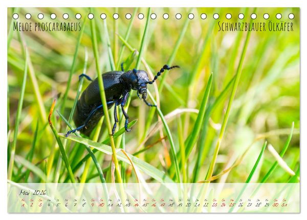 Produktbild: K&auml;fer-Wunderwelten (Tischkalender 2026 DIN A5 quer), CALVENDO Monatskalender