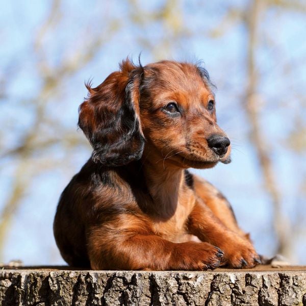 Produktbild: Dackel / Dachshund 2027