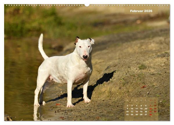Produktbild: Bullterrier 2026 Frech und fr&ouml;hlich durch das Jahr (Wandkalender 2026 DIN A2 quer), CALVENDO Monatskalender