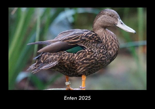 Produktbild: Enten 2025 Fotokalender DIN A3