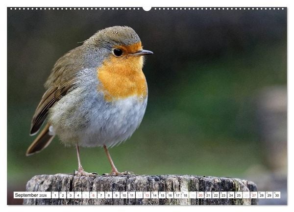 Produktbild: Heimische Gartenv&ouml;gel (hochwertiger Premium Wandkalender 2026 DIN A2 quer), Kunstdruck in Hochglanz