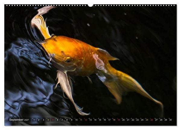 Produktbild: Nishikigoi &ndash; Koikarpfen in ihrer Welt (Wandkalender 2027 DIN A2 quer), CALVENDO Monatskalender