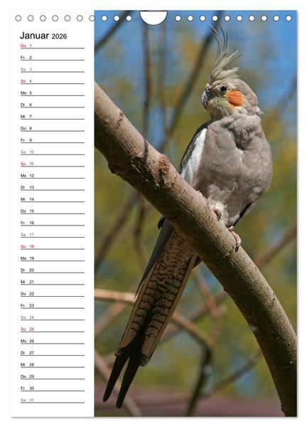 Produktbild: Der Nymphensittich-Terminplaner (Wandkalender 2026 DIN A4 hoch), CALVENDO Monatskalender