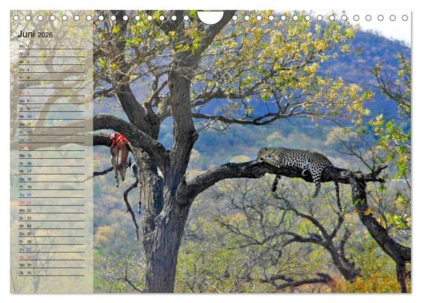 Produktbild: S&uuml;d Afrika - vom Kr&uuml;ger Nationalpark bis nach Kapstadt (Wandkalender 2026 DIN A4 quer), CALVENDO Monatskalender