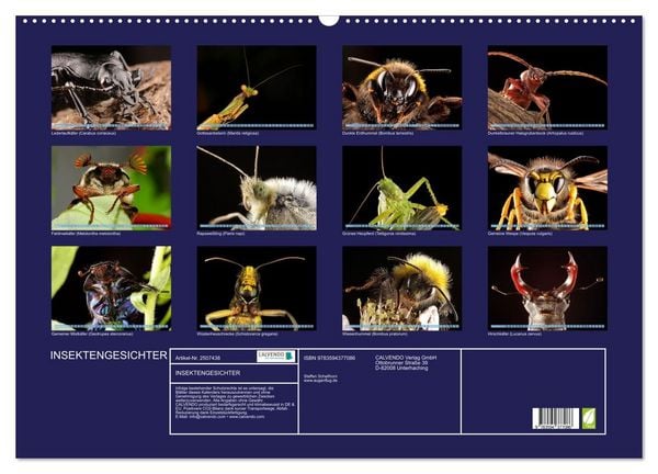 Produktbild: INSEKTENGESICHTER (Wandkalender 2027 DIN A2 quer), CALVENDO Monatskalender