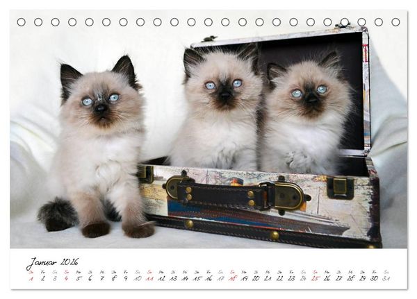 Produktbild: Katzenparade (Tischkalender 2026 DIN A5 quer), CALVENDO Monatskalender