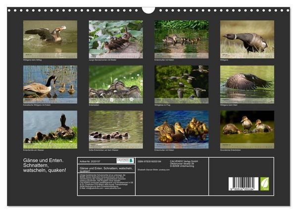 Produktbild: G&auml;nse und Enten. Schnattern, watscheln, quaken! (Wandkalender 2026 DIN A3 quer), CALVENDO Monatskalender