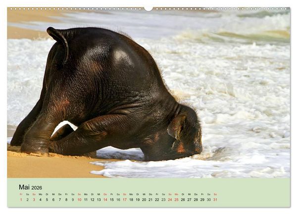 Produktbild: Elefanten. Badespa&szlig; am Strand (Wandkalender 2026 DIN A2 quer), CALVENDO Monatskalender