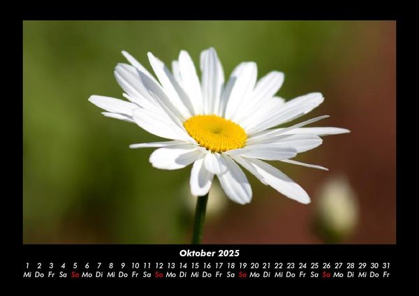 Produktbild: Pflanzen und Bl&uuml;ten 2025 Fotokalender DIN A3