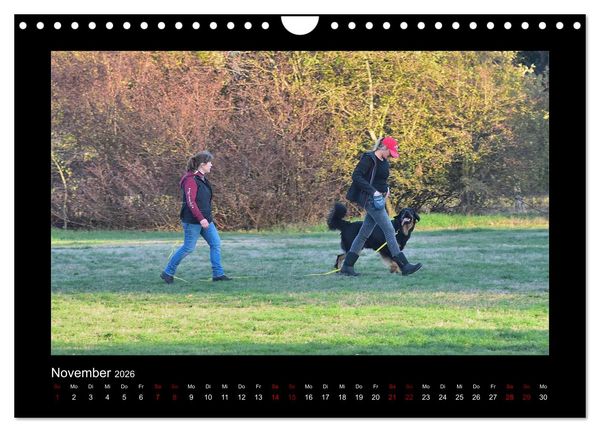 Produktbild: Der Hovawart... Dein Freund f&uuml;rs Leben ! (Wandkalender 2026 DIN A4 quer), CALVENDO Monatskalender