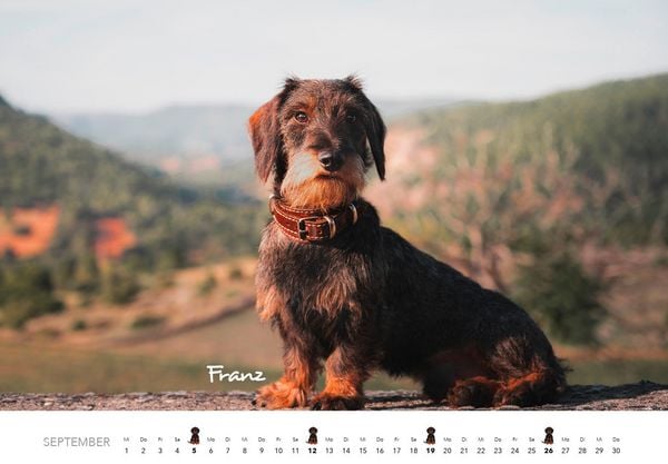 Produktbild: Dackel 2027 Wandkalender Hundekalender