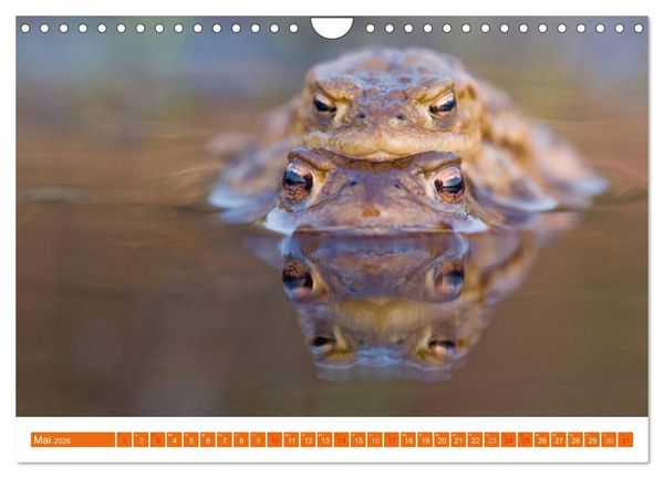 Produktbild: Farbige Fr&ouml;sche (Wandkalender 2026 DIN A4 quer), CALVENDO Monatskalender