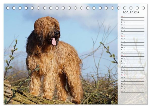 Produktbild: Der Briard 2026 - Ein echter Charmeur (Tischkalender 2026 DIN A5 quer), CALVENDO Monatskalender