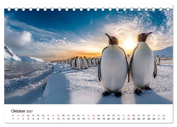 Produktbild: Pinguine - ein Jahr voller Meer (Tischkalender 2027 DIN A5 quer), CALVENDO Monatskalender