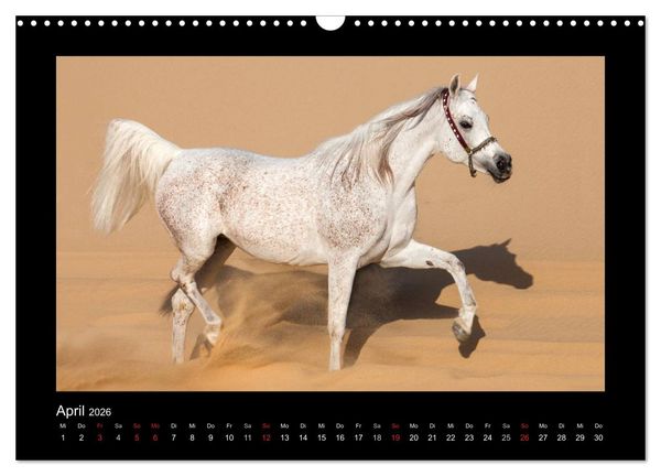 Produktbild: Vollblutaraber (Wandkalender 2026 DIN A3 quer), CALVENDO Monatskalender