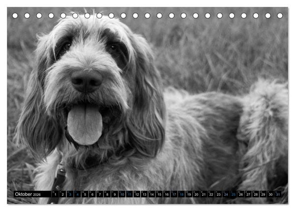 Produktbild: Carissimo Spinone Italiano (Tischkalender 2026 DIN A5 quer), CALVENDO Monatskalender