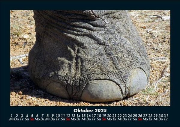 Produktbild: Elefanten 2025 Fotokalender DIN A5