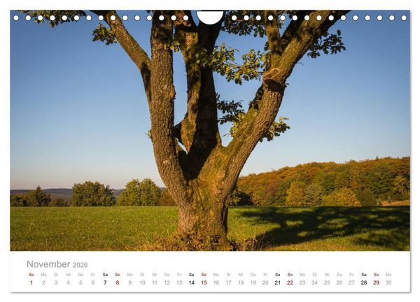Produktbild: Wundersch&ouml;ne B&auml;ume im Sauerland (Wandkalender 2026 DIN A4 quer), CALVENDO Monatskalender
