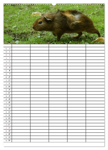 Produktbild: Meerschweinchen und Kaninchen Familienplaner (Wandkalender 2026 DIN A2 hoch), CALVENDO Monatskalender