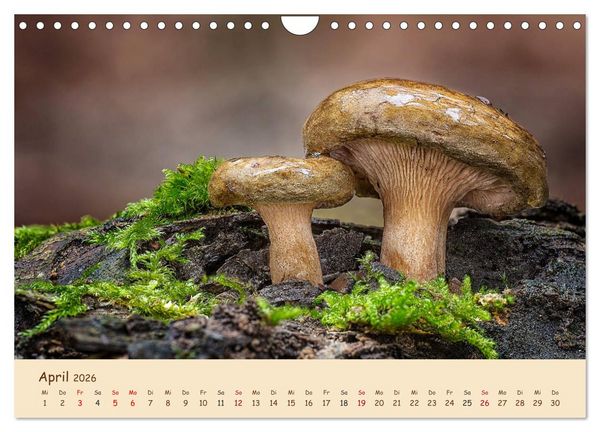 Produktbild: Pilzgalerie - Eindrucksvolle Aufnahmen von unseren heimischen Pilzen (Wandkalender 2026 DIN A4 quer), CALVENDO Monatskalender