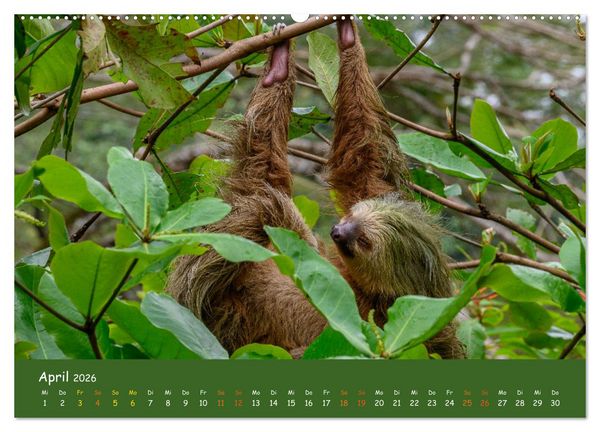Produktbild: Costa Rica - Naturparadies zwischen Karibik und Pazifik (Wandkalender 2026 DIN A2 quer), CALVENDO Monatskalender