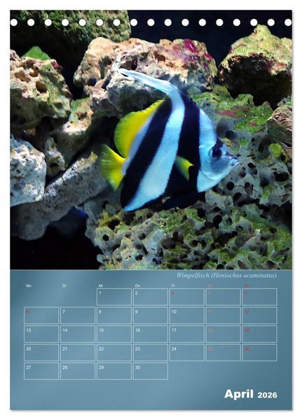 Produktbild: Bunte Riffbewohner - Fische, Anemonen und noch viel mehr (Tischkalender 2026 DIN A5 hoch), CALVENDO Monatskalender