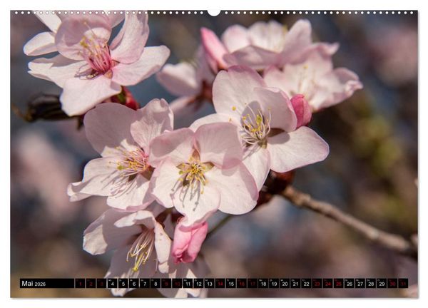 Produktbild: Fr&uuml;hlingsbl&uuml;her - Farbenpracht nach dem Winter (Wandkalender 2026 DIN A2 quer), CALVENDO Monatskalender