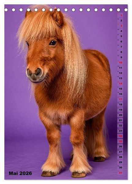 Produktbild: Das Leben ist ein Ponyhof - Zwergponys im Studiolicht (Tischkalender 2026 DIN A5 hoch), CALVENDO Monatskalender
