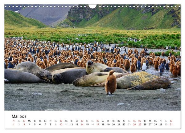 Produktbild: Im Reich der Pinguine (Wandkalender 2026 DIN A3 quer), CALVENDO Monatskalender