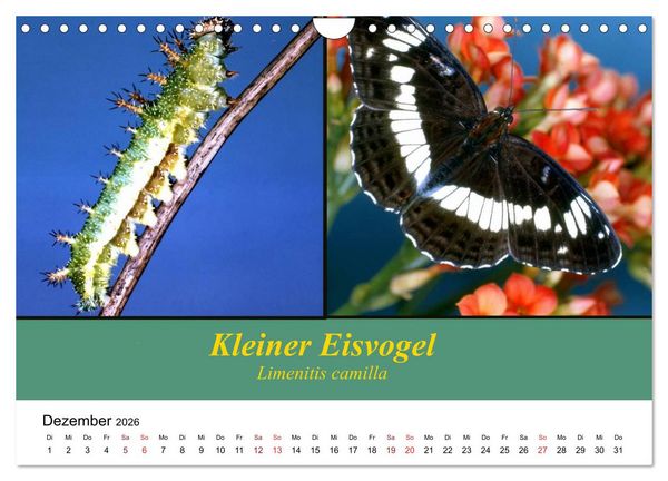 Produktbild: Zwei Leben, Raupe und Schmetterling (Wandkalender 2026 DIN A4 quer), CALVENDO Monatskalender