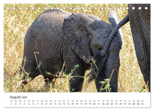 Produktbild: Tier Portraits Tansania (Tischkalender 2026 DIN A5 quer), CALVENDO Monatskalender