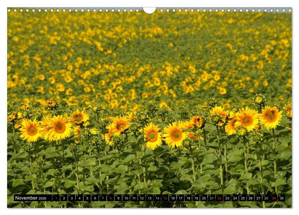 Produktbild: Zeit f&uuml;r Sonnenblumen (Wandkalender 2026 DIN A3 quer), CALVENDO Monatskalender