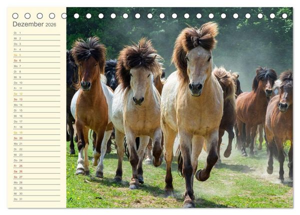 Produktbild: Mit Islandpferden durch das Jahr Geburtstagskalender (Tischkalender 2026 DIN A5 quer), CALVENDO Monatskalender
