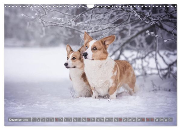 Produktbild: Welsh Corgi - Der Kobold unter den Hunden (Wandkalender 2026 DIN A3 quer), CALVENDO Monatskalender