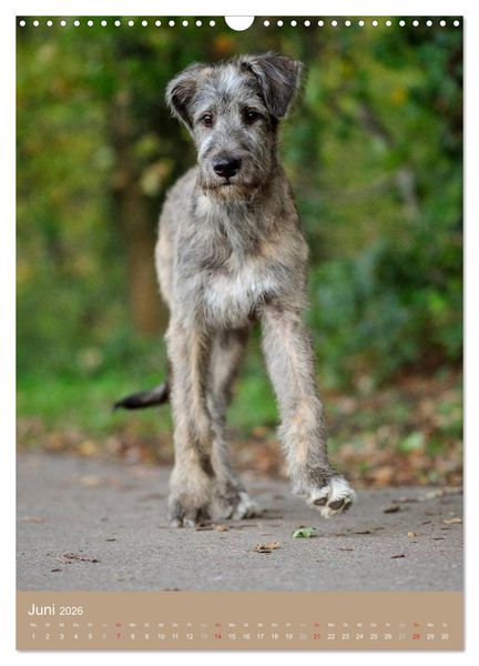 Produktbild: Hundekinder (Wandkalender 2026 DIN A3 hoch), CALVENDO Monatskalender