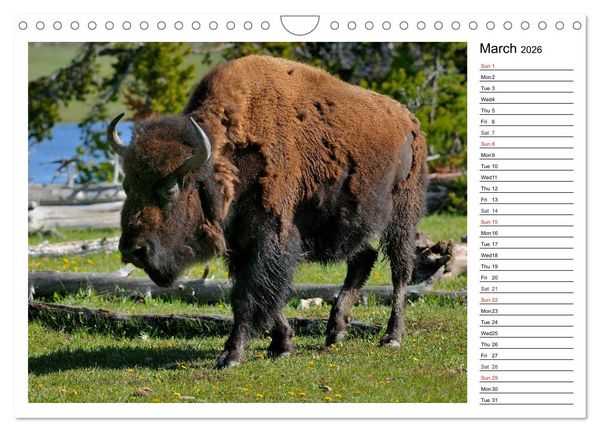 Produktbild: Bisons of North America (Wall Calendar 2026 DIN A4 landscape), CALVENDO 12 Month Wall Calendar
