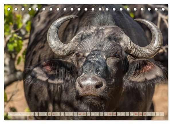 Produktbild: Chobe River - Eine spannende Flussfahrt in Botswana (Tischkalender 2026 DIN A5 quer), CALVENDO Monatskalender